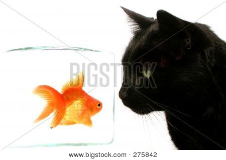 Katze und Fisch