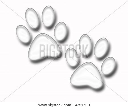 Paw Prints White Isolated