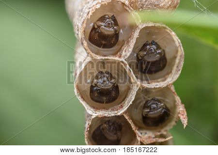 Super macro wasp' s larvals in wasp nest