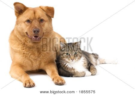 Cane e gatto