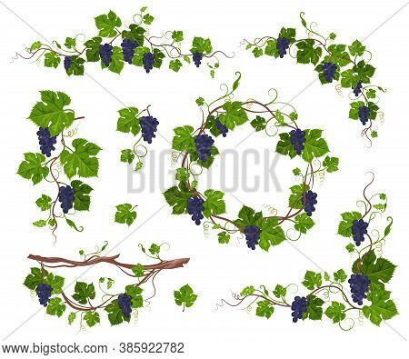 Grapevine Climbing Plant With Purple Grapes Set, Flat Vector Isolated Illustration. Grape Vine Creep