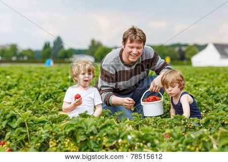 Father And Two Little Boys On Organic Strawberry Farm