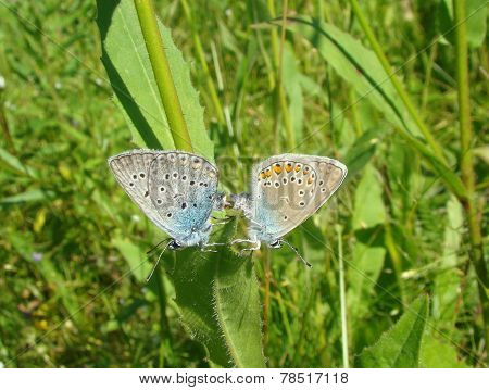 Butterflies Copulating.amanda's Blue  (polyommatus Amandus)