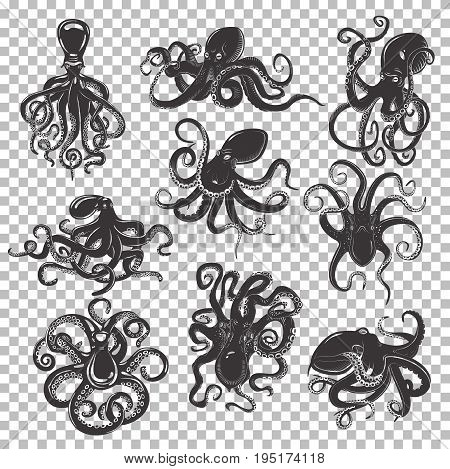 Set of isolated mascot or tattoo of octopus with swirling or wavy tentacles, ocean or sea octopoda, mollusk with suction cups, swimming monster predator, black cartoon mollusc.Underwater life, seafood