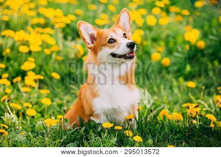 Funny Pembroke Welsh Corgi Dog Puppy Playing In Green Summer Meadow Grass With Yellow Blooming Dande