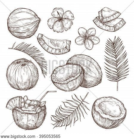 Coconut Sketch. Drawing Nature, Hand Drawn Half Exotic Nuts. Isolated Tasty Raw Coco, Tropical Palm 