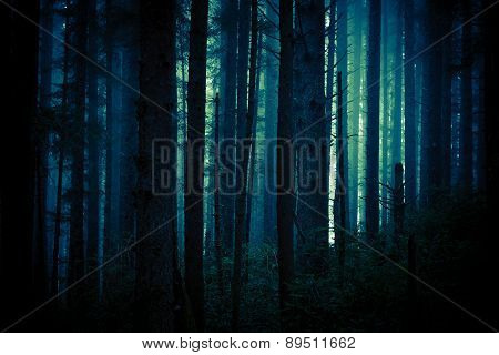 Dark Creepy Forest