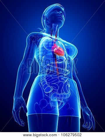 Female Heart Anatomy