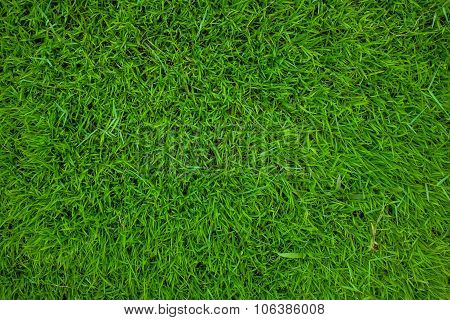 Green Grass Background Texture.