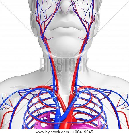 Human Neck Circulatory System