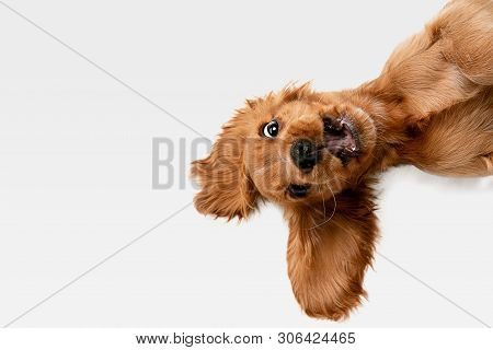 Pure Youth Crazy. English Cocker Spaniel Young Dog Is Posing. Cute Playful White-braun Doggy Or Pet 