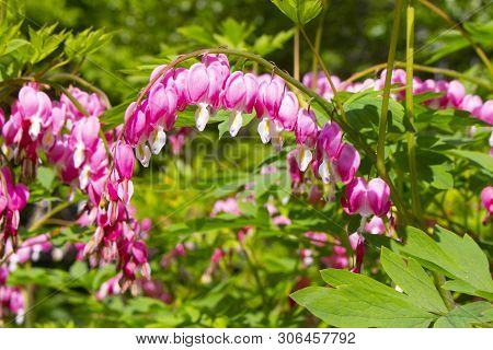 Blooming Dicentra Spectabilis Of The Papaveraceae Family. Popular Name Bleeding Heart, Pink Purple F