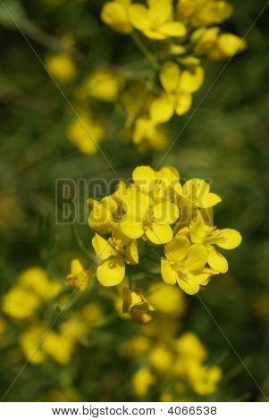 Mustard Flower