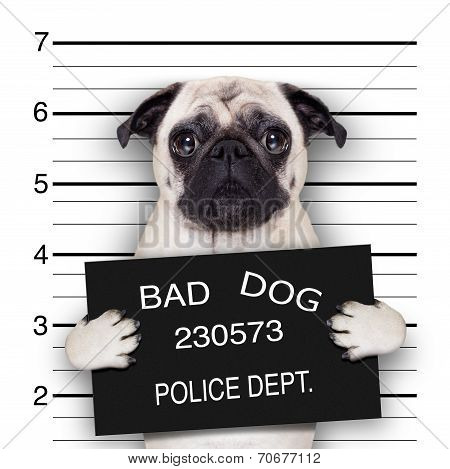 Mugshot Dog