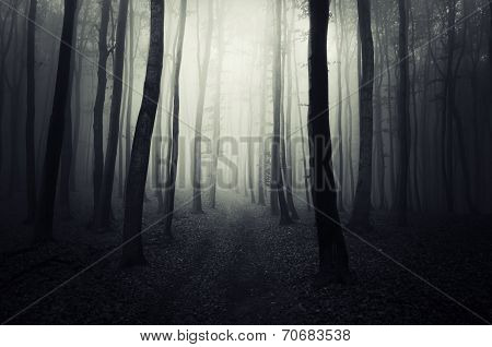 Path trough the dark forest