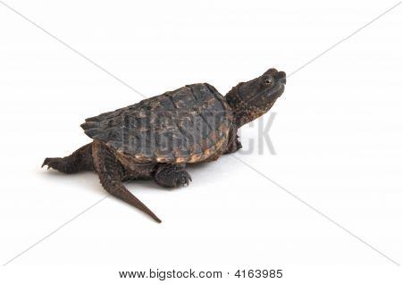 Young Snapping Turtle