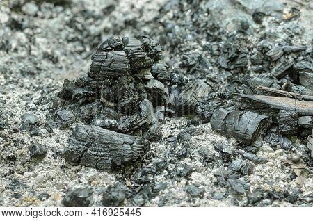 Remains Of An Extinguished Fire With Charred Branches And Ashes. Black Pieces Of Burnt Charcoal And 