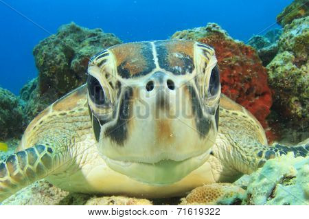 Turtle (Green Sea Turtle)