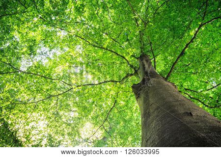 Summer Tree With Green Leaves.