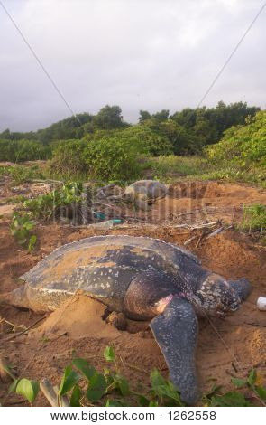 Endangered Turtles