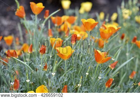 Yellow-red Flowers Of The Ashsholtia Poppy Papaveraceae In The Greenery In Summer