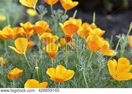 Yellow-red Flowers Of The Ashsholtia Poppy Papaveraceae In The Greenery In Summer