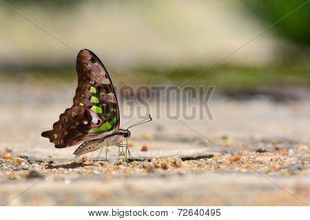 Beautiful Butterfly