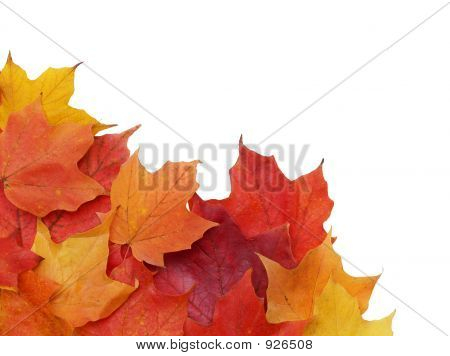 Feuilles d'automne