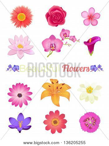 Flower color set design flat isolated. Flower floral, nature flower summer rose, spring flower, plant garden flower, petal flower, blossom flower, color flora, eco natural flower, bloom illustration