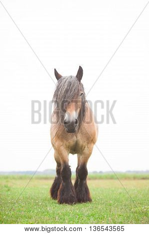 Belgian horses in the wild in a meadow