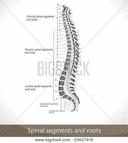 Spinale Segmente