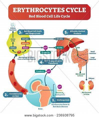 Red Blood Cell - Erythrocytes Life Cycle And Circulation Scheme In Human Body Vector Illustration. B