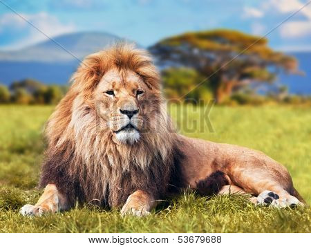 Big lion lying on savannah grass. Landscape with characteristic trees on the plain and hills in the background