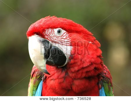 Green-gevleugelde Macaw