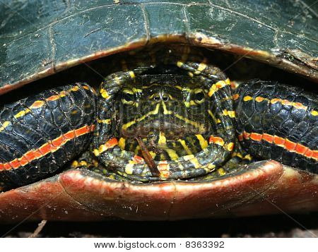 Disgruntled Painted Turtle (Chrysemys picta) in northwoods Wisconsin.