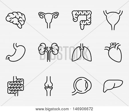 Human organ icons or organs symbols. Vitally internal human organ bladder and stomach, vector illustration