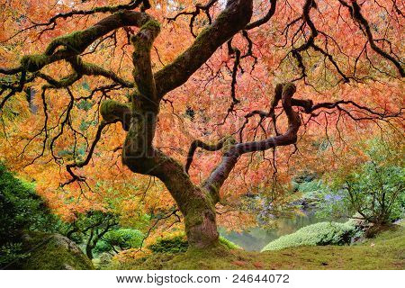 Vecchio albero di acero giapponese In autunno