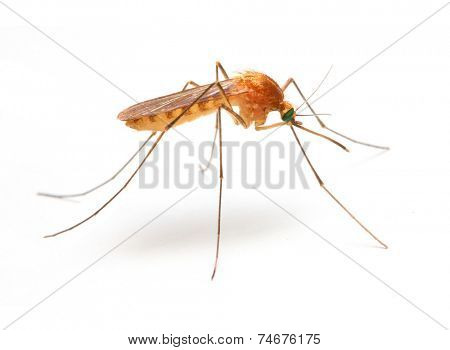 Anopheles mosquito, dangerous vehicle of infection. 