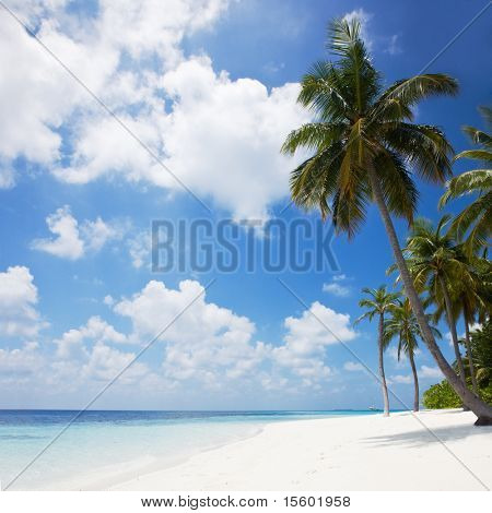 Bellissima spiaggia tropicale con palme