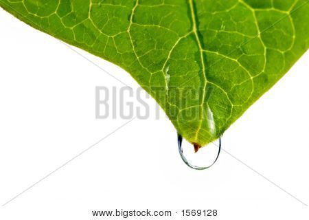 Feuille humide avec une goutte d'eau