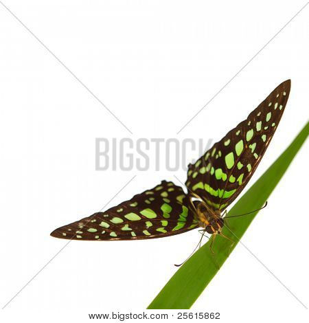  Graphium on green grass isolated