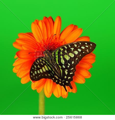  Graphium on orange gerber close up