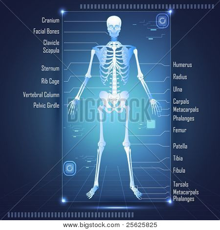 Abbildung der Scan der menschlichen Anatomie Skelton beschriftet alle Knochen anzeigen