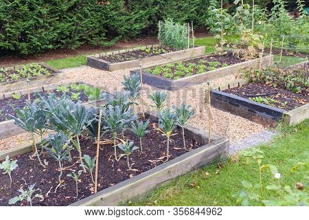 Vegetable Garden Raised Beds Made From Timber Sleepers. Kale (brassica) Is  Growing In The Foregroun