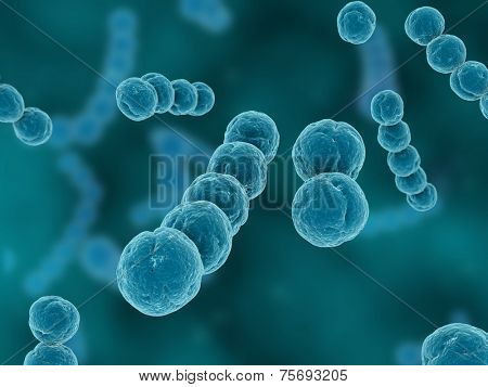 streptococcus