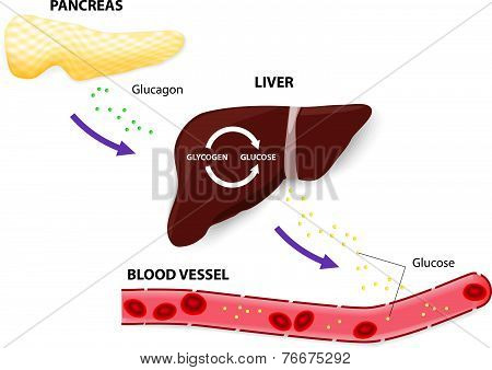 glucagon glycogen and glucose