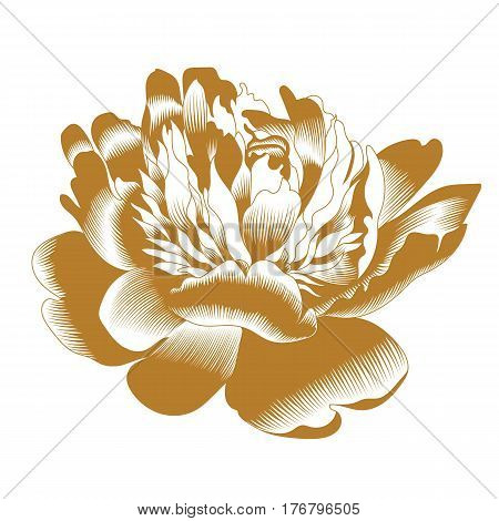 Graphical golden flower illustration. golden rose flower, contour rose flower, bloom rose flower, decorative rose flower, isolate rose flower, blossom rose flower, monochrome rose flower. Vector.