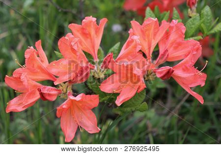 Big Coral Azalea Image & Photo (Free Trial) | Bigstock