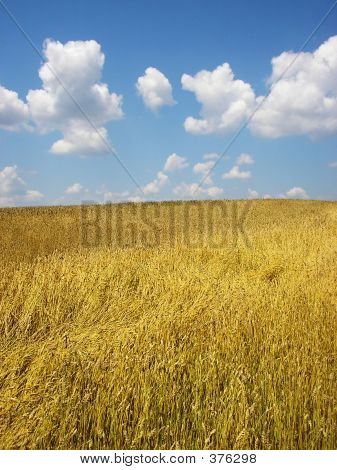 A Field Of Wheat