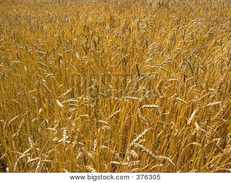 A Field Of Wheat